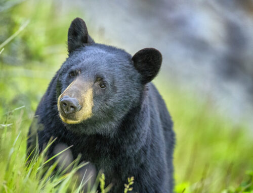 Black Bear Best Practices