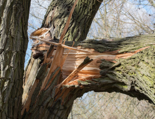 Tree Risk Awareness & Best Practices