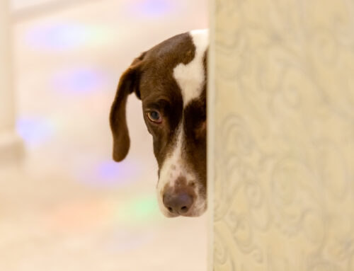 Animal Interaction Best Practices