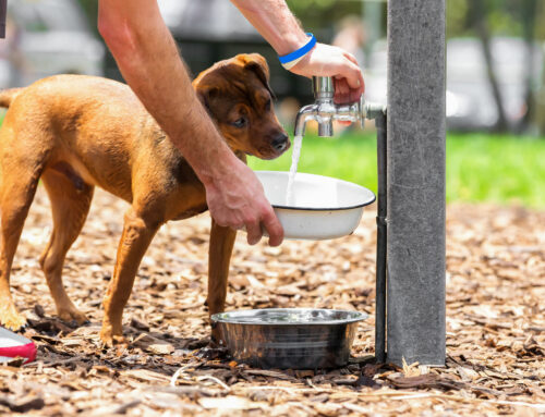 Pets Summer Safety Tips