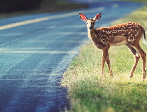 Deer: Avoiding Vehicle Collision Best Practices