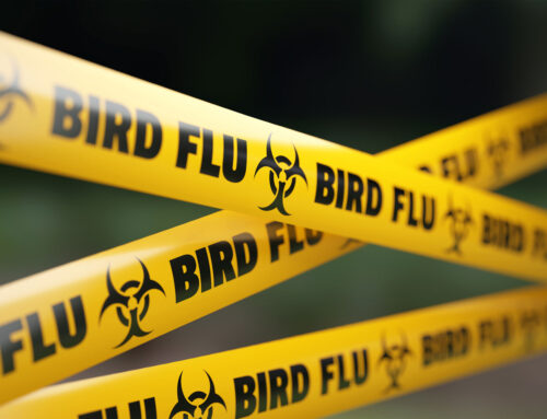 Video Briefing: Avian Flu Safety Best Practices