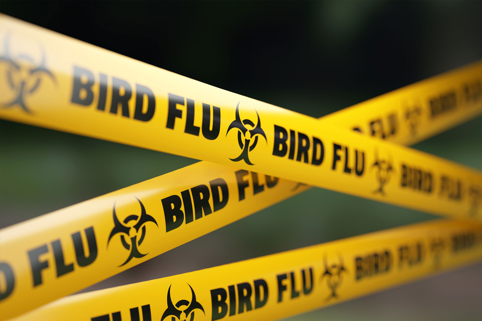 avian flu danger tape