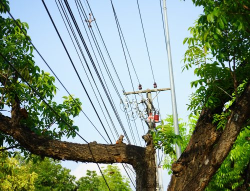 Tree Work Near Electrical Hazards