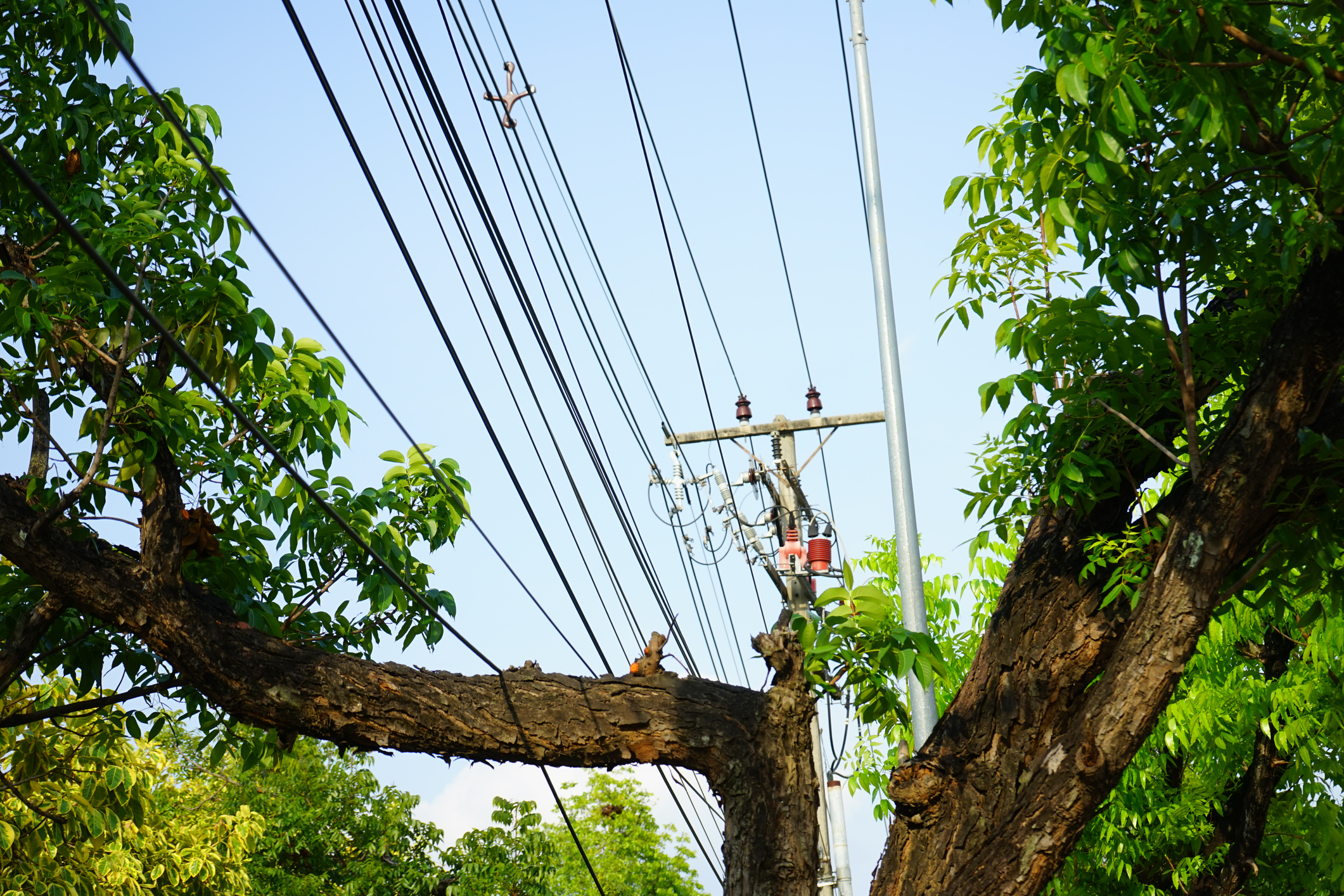 Telephone line and tree trimming