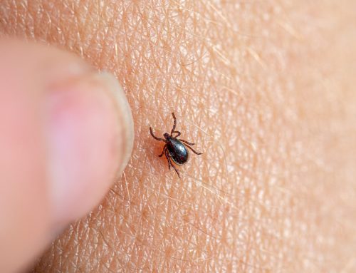 Tick & Tick-Borne Illnessess Best Practices