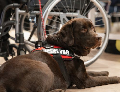 Service Animals & Pets in Mass Care Settings
