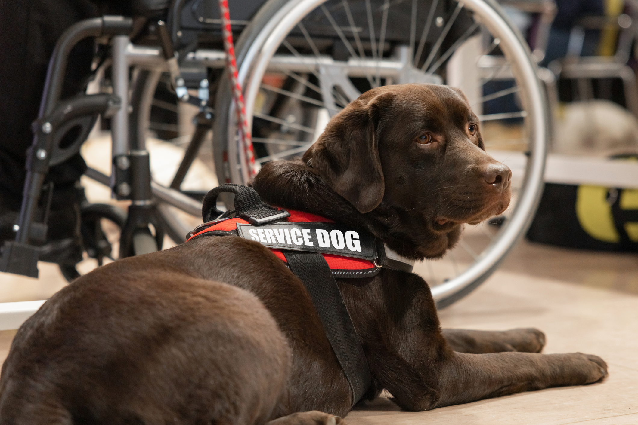 Service dog assists a person in a wheelchair at a public location. The dog helps with tasks for independence and accessibility.