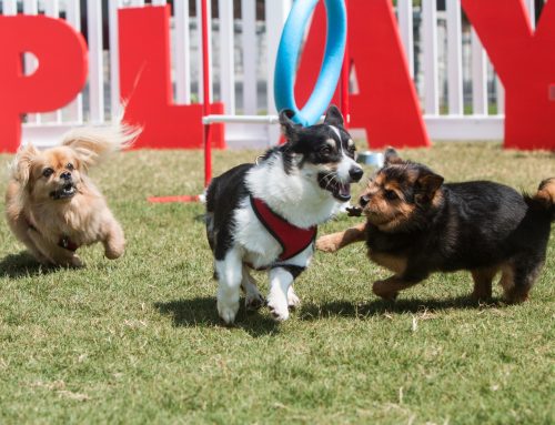 Dog Park Best Practices
