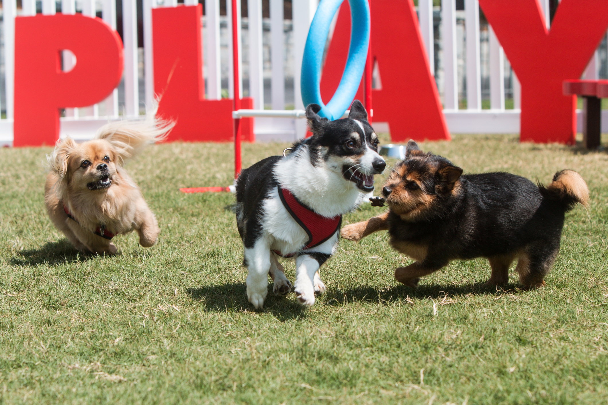 dogs playing in dog park