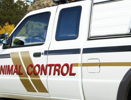 Animal Carcass Disposal Best Practices